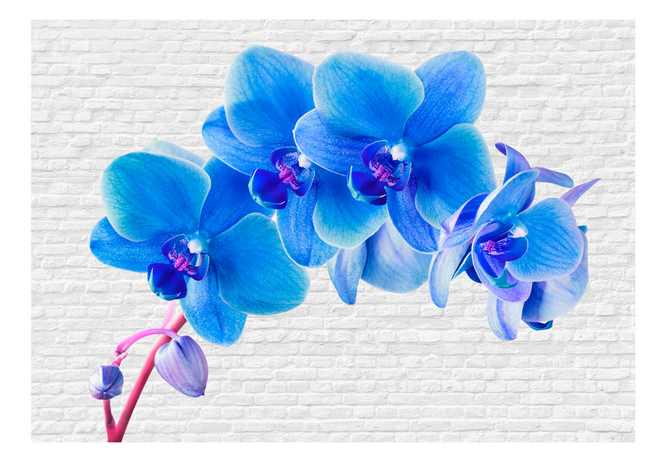 Papiers peints > Fleurs > Orchidées