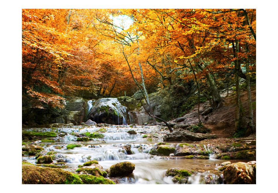 Papier peint forêt automne : tapisserie panoramique murale