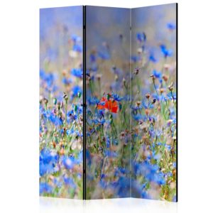 Paravent 3 volets - A sky-colored meadow - cornflowers
