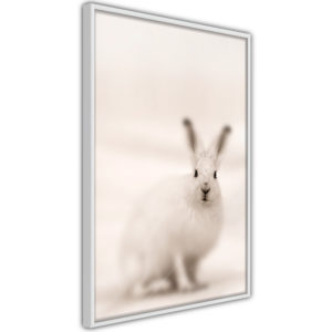 Apportez une nouvelle douche déco avec le Poster et affiche - Curious Rabbit