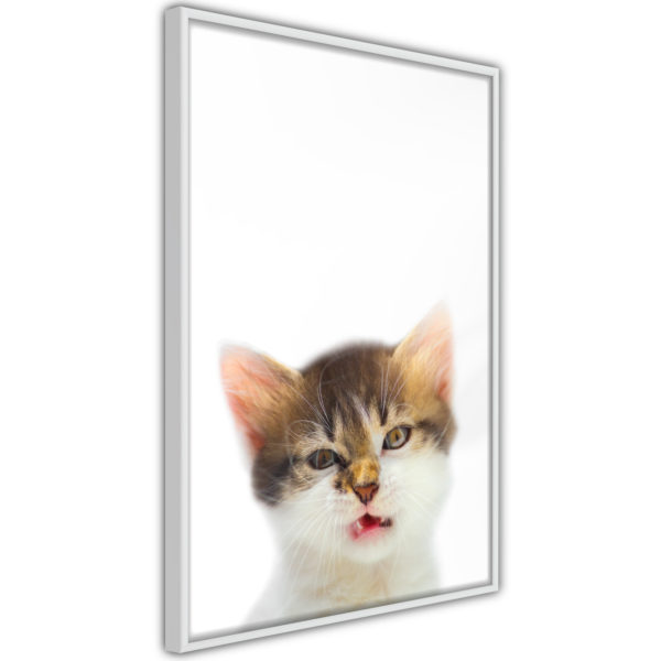 Apportez une nouvelle douche déco avec le Poster et affiche - Funny Kitten