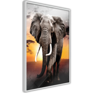 Apportez une nouvelle douche déco avec le Poster et affiche - Majestic Elephant