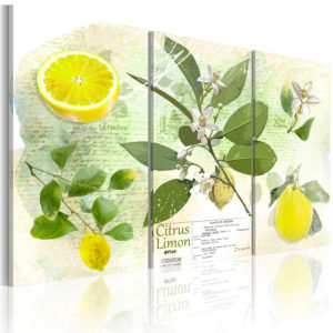 Tableau décoratif : Fruit: lemon en hq