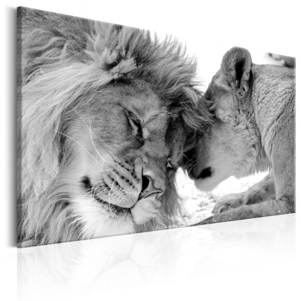Tableau décoratif : Lion's Love en hq