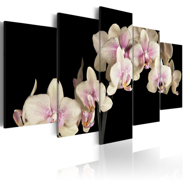 Tableau décoratif : OrchidÃ©e sur fond contrastÃ© en hq